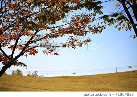 Beautiful Garden, Suncheon Bay National Garden 71864856