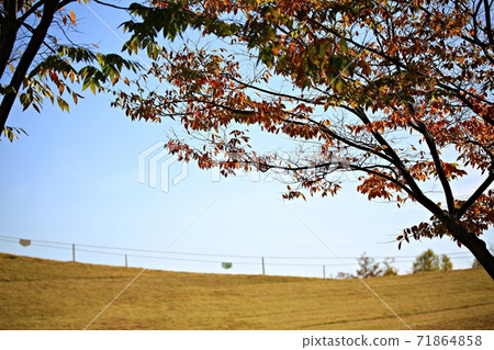 順天灣國立花園美麗的花園 71864858