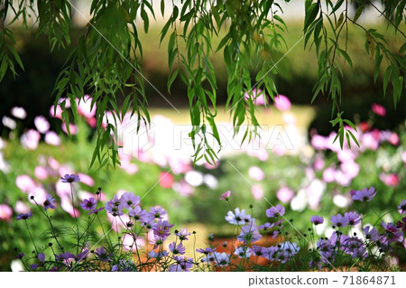 Beautiful Garden, Suncheon Bay National Garden 71864871