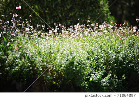 順天灣國立花園美麗的花園 順天灣國立花園美麗的花園 71864897