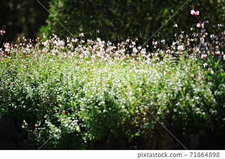 順天灣國立花園美麗的花園 順天灣國立花園美麗的花園 71864898