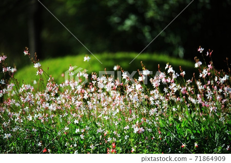 Beautiful Garden, Suncheon Bay National Garden 71864909