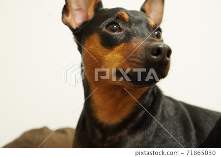 Miniature Pinscher siblings indoor photo 18 Miniature Pinscher siblings indoor photo 18 71865030