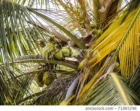 Close-up of coconut fruit among the leaves of the tree 71865296