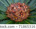 Su Rong Fruit 71865316