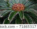 Su Rong Fruit 71865317