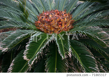 Su Rong Fruit Su Rong Fruit 71865317