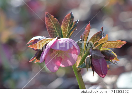 Winter lady Winter lady 71865362