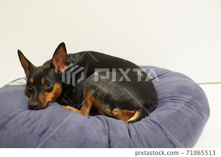 微型平徹室內照71 71865513