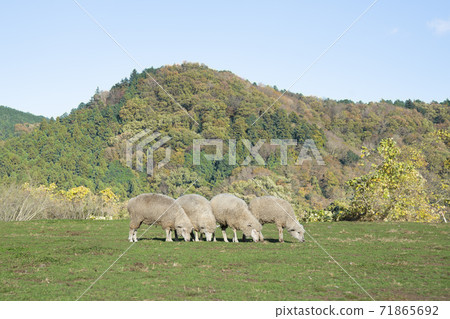 Sheep in the pasture 71865692
