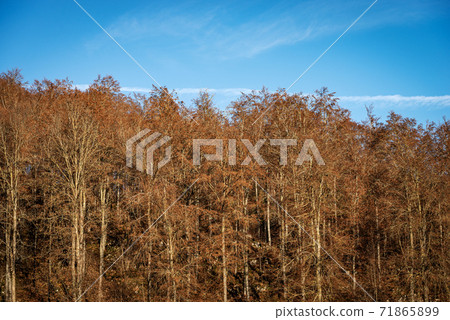 Beech forest in Autumn on the Lessinia Plateau - Veneto Italy 71865899
