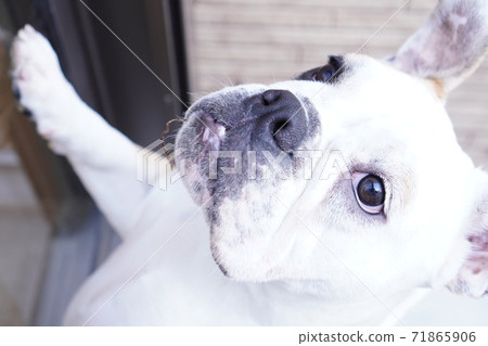 英國鬥牛犬戶外花園照片19 71865906