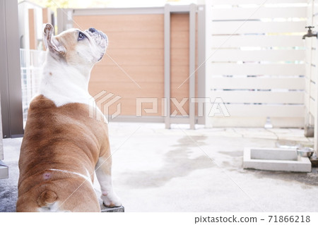 英國鬥牛犬戶外花園照片42 71866218