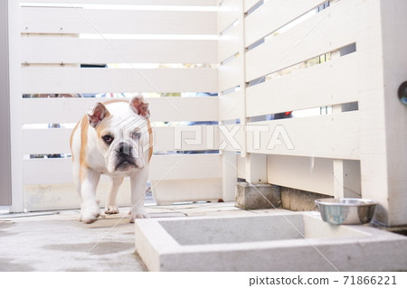 English Bulldog Outdoor Garden Photo 45 English Bulldog Outdoor Garden Photo 45 71866221
