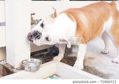 English Bulldog Outdoor Garden Photo 55 71866313