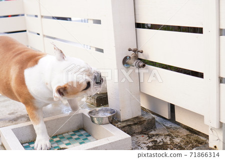 English Bulldog Outdoor Garden Photo 56 71866314