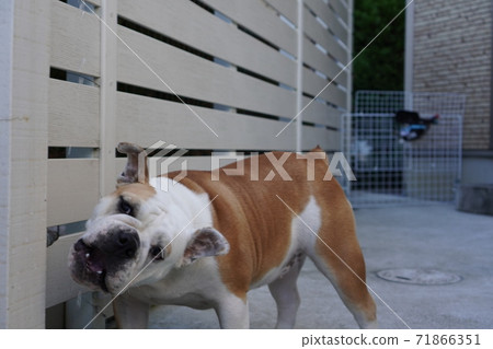 英國鬥牛犬戶外花園照片59 71866351