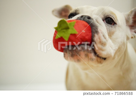 English Bulldog indoor toys playing Photo 2 71866588