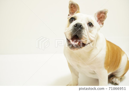 英國鬥牛犬室內照片53 71866951