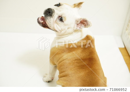英國鬥牛犬室內照片54 英國鬥牛犬室內照片54 71866952