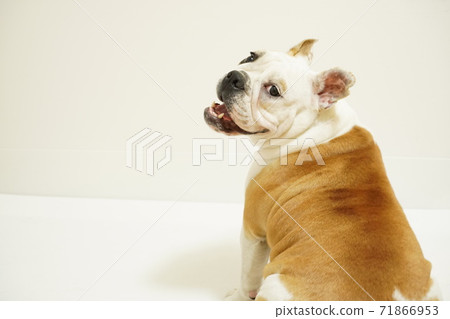 英國鬥牛犬室內照片55 英國鬥牛犬室內照片55 71866953