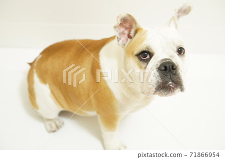 英國鬥牛犬室內照片56 英國鬥牛犬室內照片56 71866954