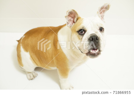 英國鬥牛犬室內照片57 英國鬥牛犬室內照片57 71866955