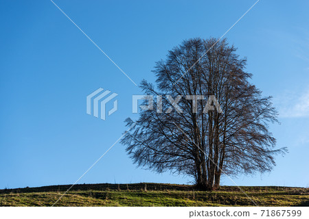 Large Beech Tree Without Leaves in Autumn - Lessinia Plateau Veneto Italy 71867599