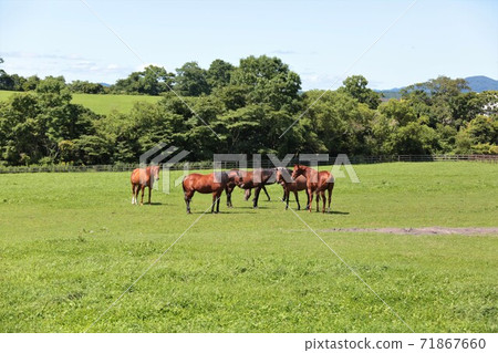Scenery of the ranch "Hokkaido / Hidaka region" Scenery of the ranch "Hokkaido / Hidaka region" 71867660