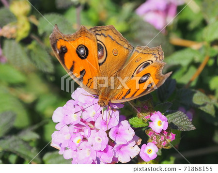 垂直Hamodoki（秋天型） 71868155