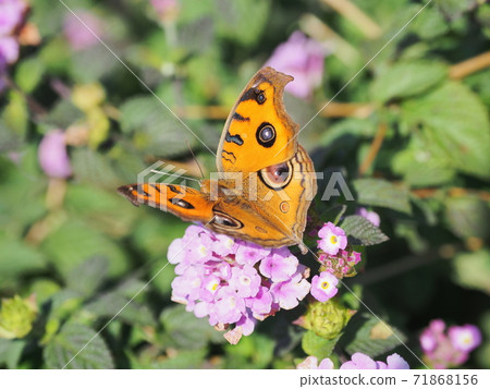 Buckeyes (Autumn type) 71868156