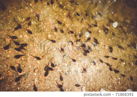 Tadpoles swimming in a mountain lake, french alps Tadpoles swimming in a mountain lake, french alps 71868391