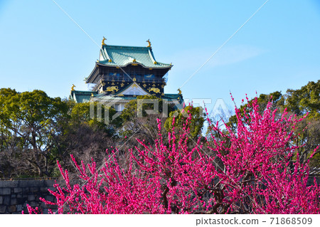大阪城堡梅花森林 大阪城堡梅花森林 71868509