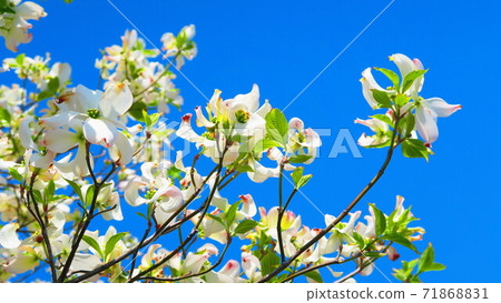 Snowflake and blue sky landscape 71868831