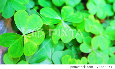 Oxalis leaf landscape 71868834