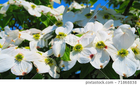 花ami之花的風景 花ami之花的風景 71868838