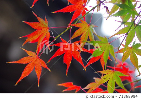 秋天的樹葉 秋天的樹葉 71868984