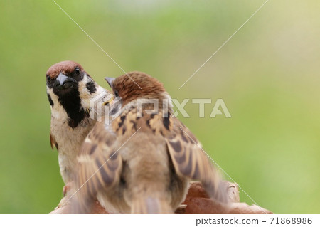 Where sparrow parent birds feed fledging chicks Where sparrow parent birds feed fledging chicks 71868986