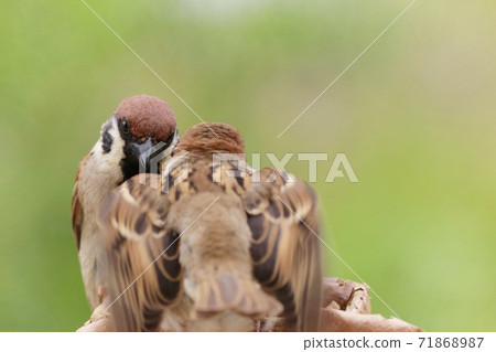 蜘蛛的親鳥在那裡築巢的雛雞 71868987
