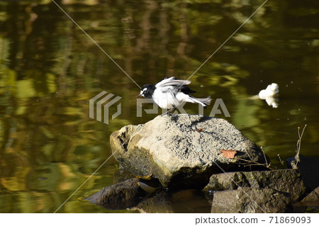 Yamadaike Park 71869093