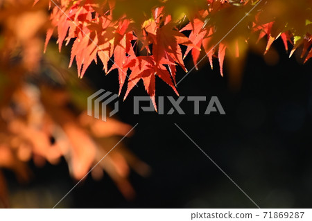 Yamadaike Park Yamadaike Park 71869287