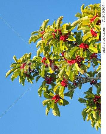 Kuroganemochi (for lucky charm and autumn image) Kuroganemochi (for lucky charm and autumn image) 71869364