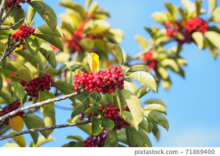 Kuroganemochi (for lucky charm and autumn image) 71869400