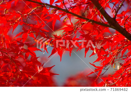 Autumn leaves 71869482