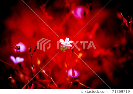 姬路uro和紅黑背 姬路uro和紅黑背 71869719