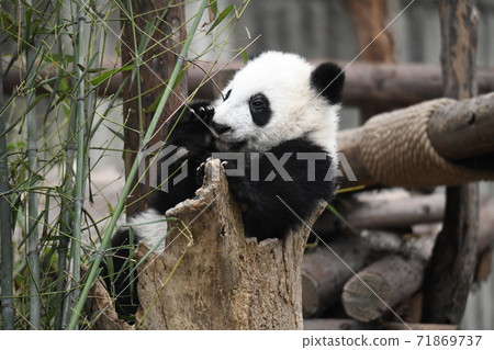 Baby panda Baby panda 71869737