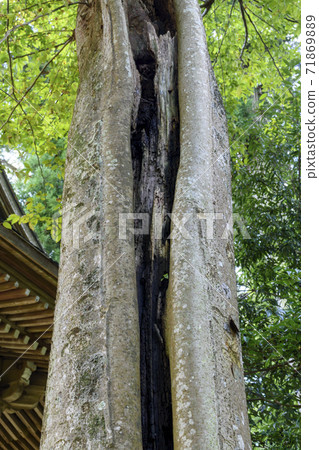 Decayed trees in the trees Decayed trees in the trees 71869889