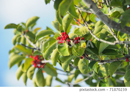 Kuroganemochi (for lucky charm and autumn image) 71870239