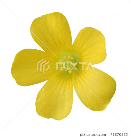 黃色花的切口,毛蟲的花 黃色花的切口,毛蟲的花 71870285