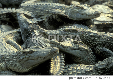 CAMBODIA SIEM REAP CROCODILE FARM CAMBODIA SIEM REAP CROCODILE FARM 71870557